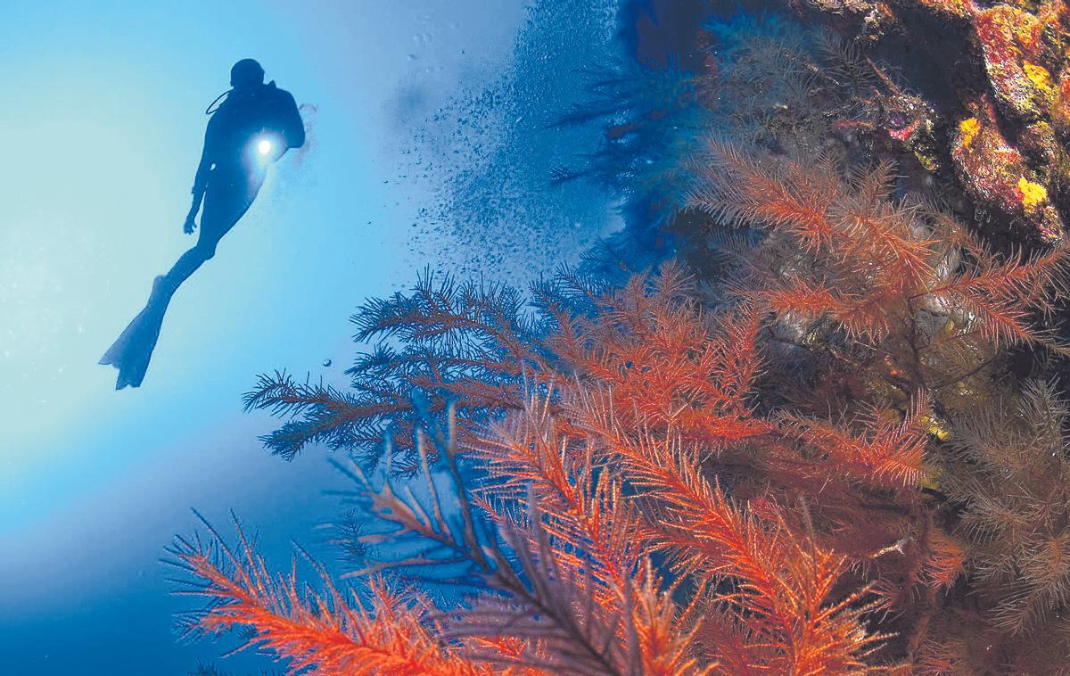 Buceo