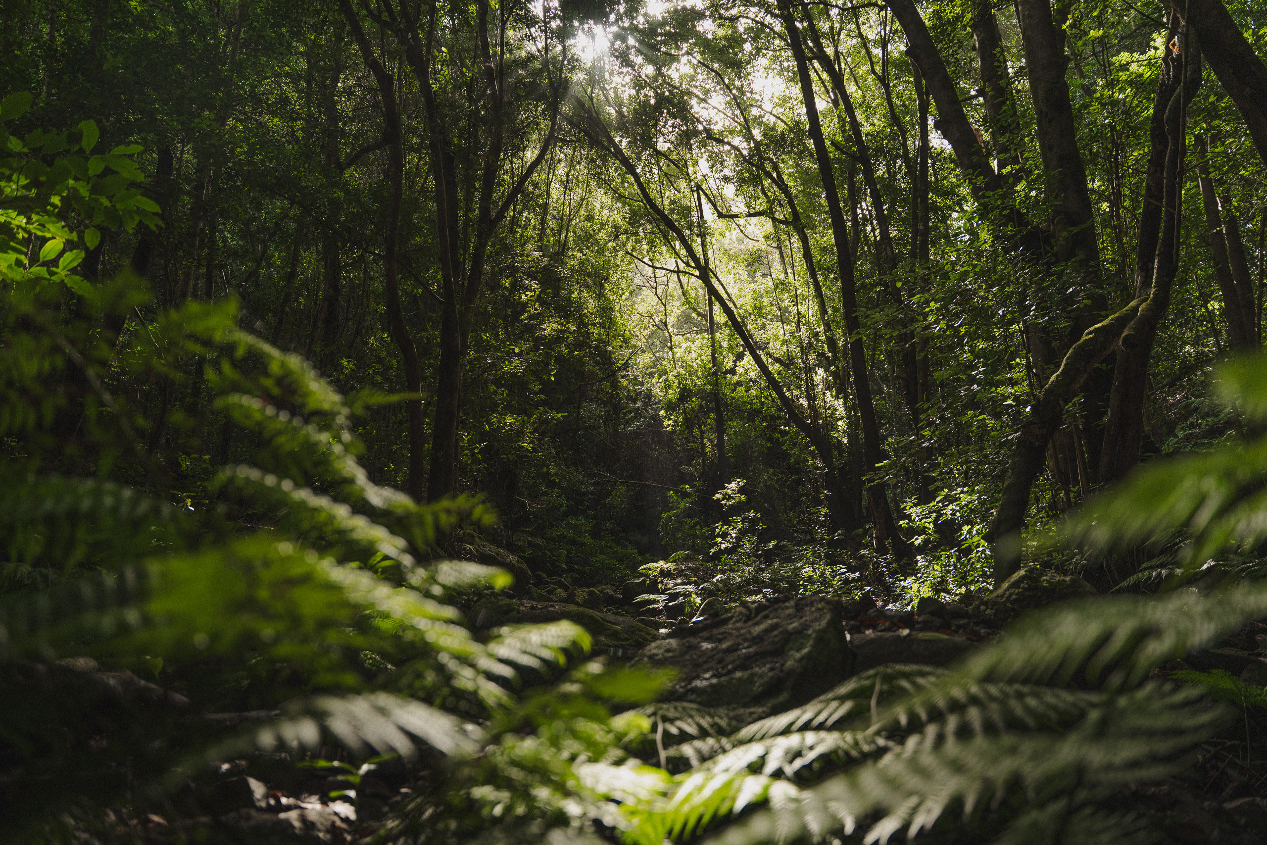 Bosque